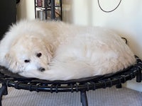 a white dog laying on a black trampoline