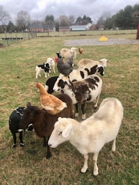 a group of sheep and chickens standing in a field