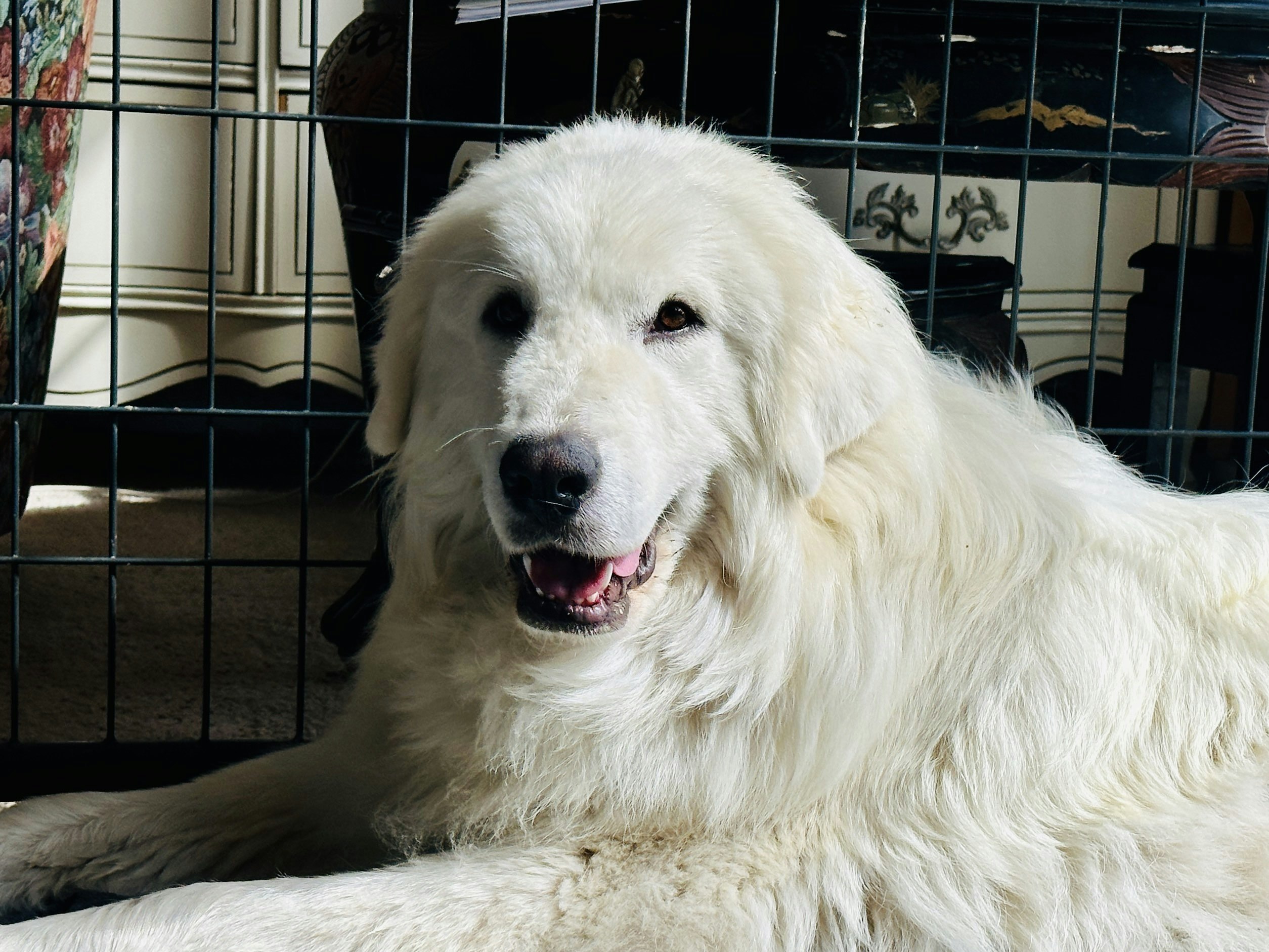 Royal canin great pyrenees sales