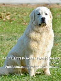 a golden retriever sitting in the grass