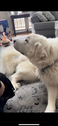 a white dog is playing with a person on the floor