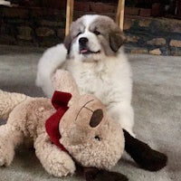 a white dog laying on the floor next to a stuffed animal