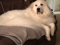 a large white dog laying on a couch