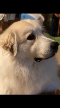 a white dog laying on top of a wooden table