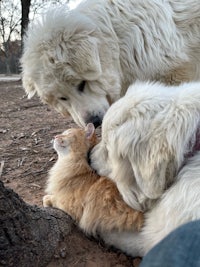 a dog and a cat laying on the ground