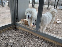 three dogs and a cat in a cage