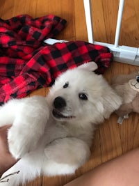 a white puppy laying on the floor with a stuffed animal