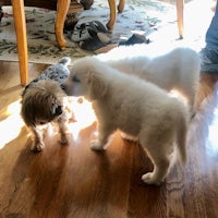 three white puppies standing on a hardwood floor