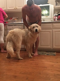 a man petting a golden retriever in a kitchen