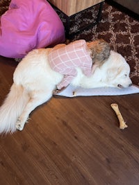 a little girl laying on top of a large white dog