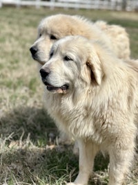 two white dogs standing next to each other in the grass