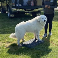 a woman standing in front of a truck with a white dog