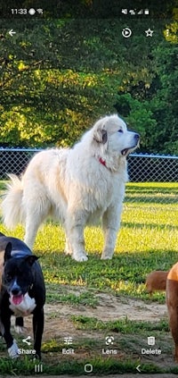 a group of dogs standing in a grassy area